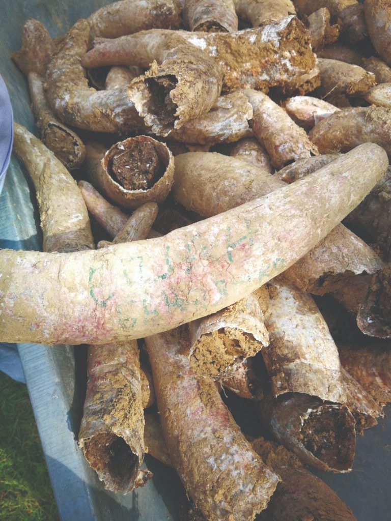 Slika 2. Kravlji rogovi u koje se sprema svjezi gnoj 768x1024 1