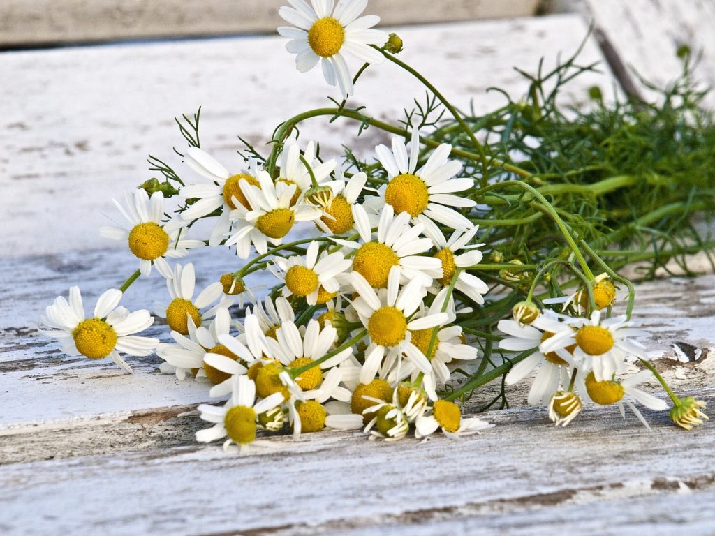 chamomile, real chamomile, meadow plant-1589449.jpg